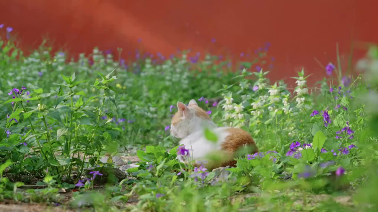 花丛中休息的小猫视频素材