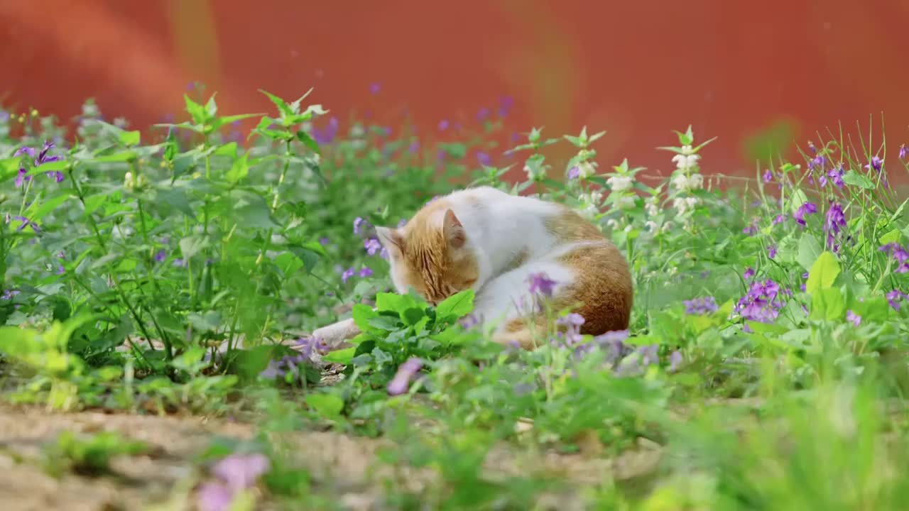 花丛中休息的小猫视频素材