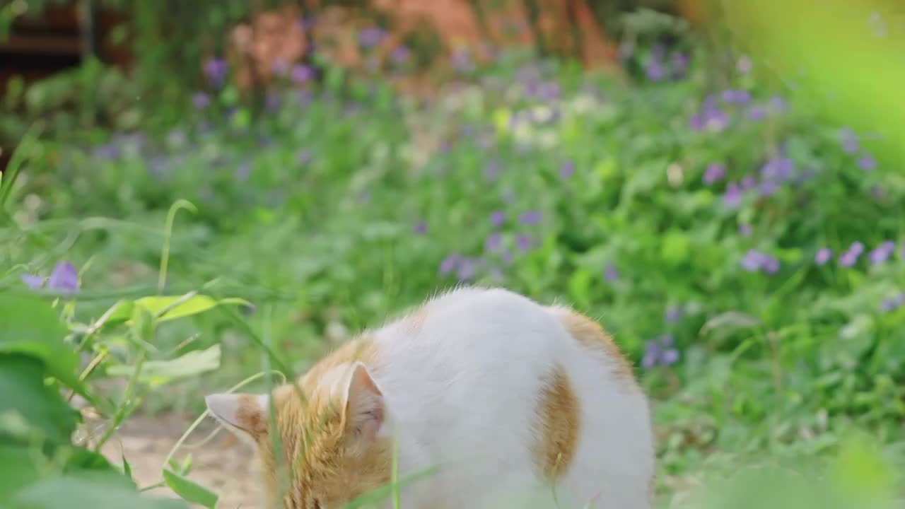 野外猫咪特写视频素材