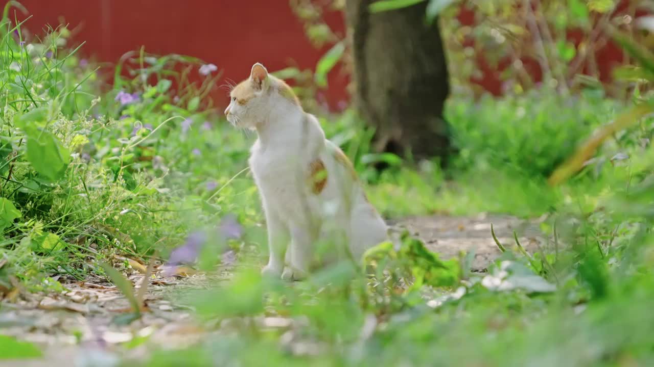 公园里的小猫视频素材