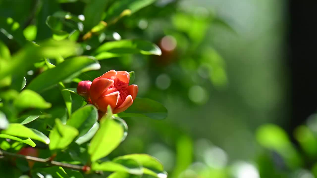 春天阳光下石榴树的枝叶和盛开的花视频素材