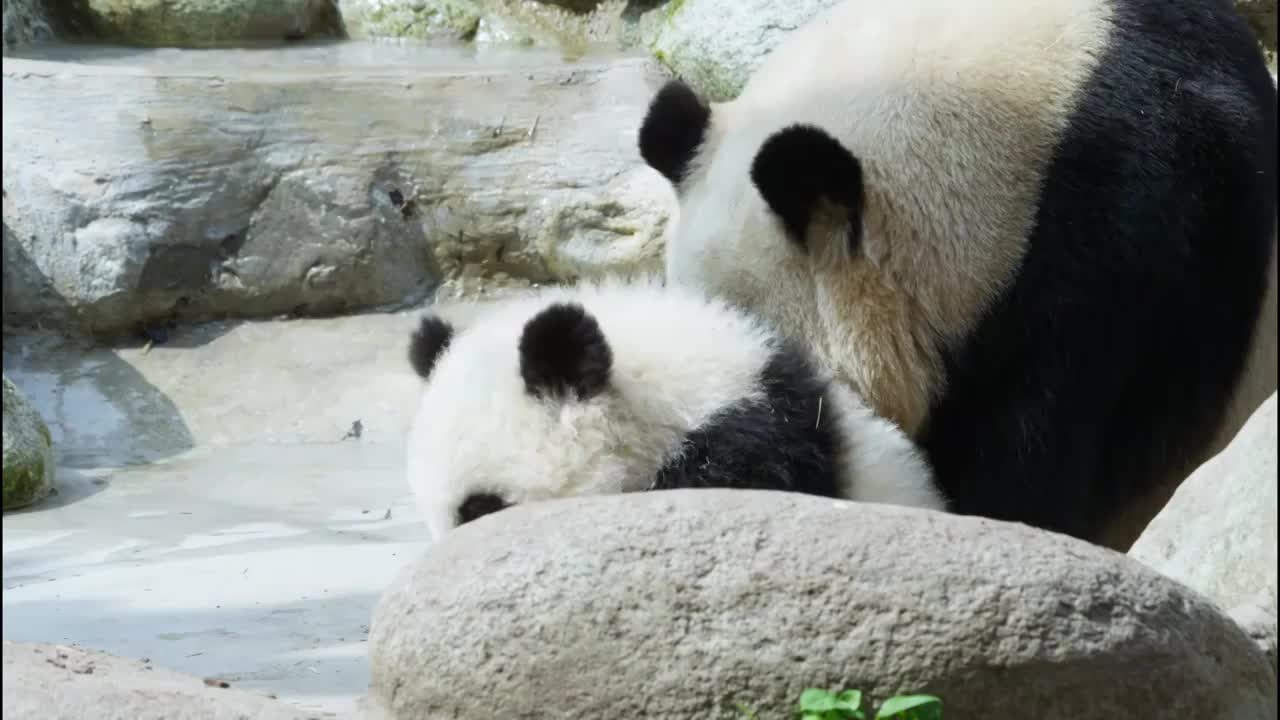 大熊猫妈妈和熊猫宝宝在一起玩耍视频素材