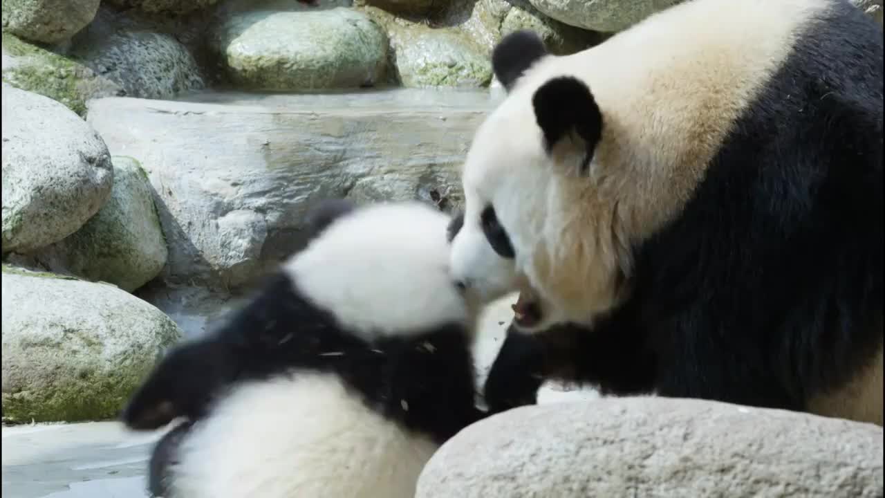 大熊猫妈妈和熊猫宝宝在一起玩耍视频素材