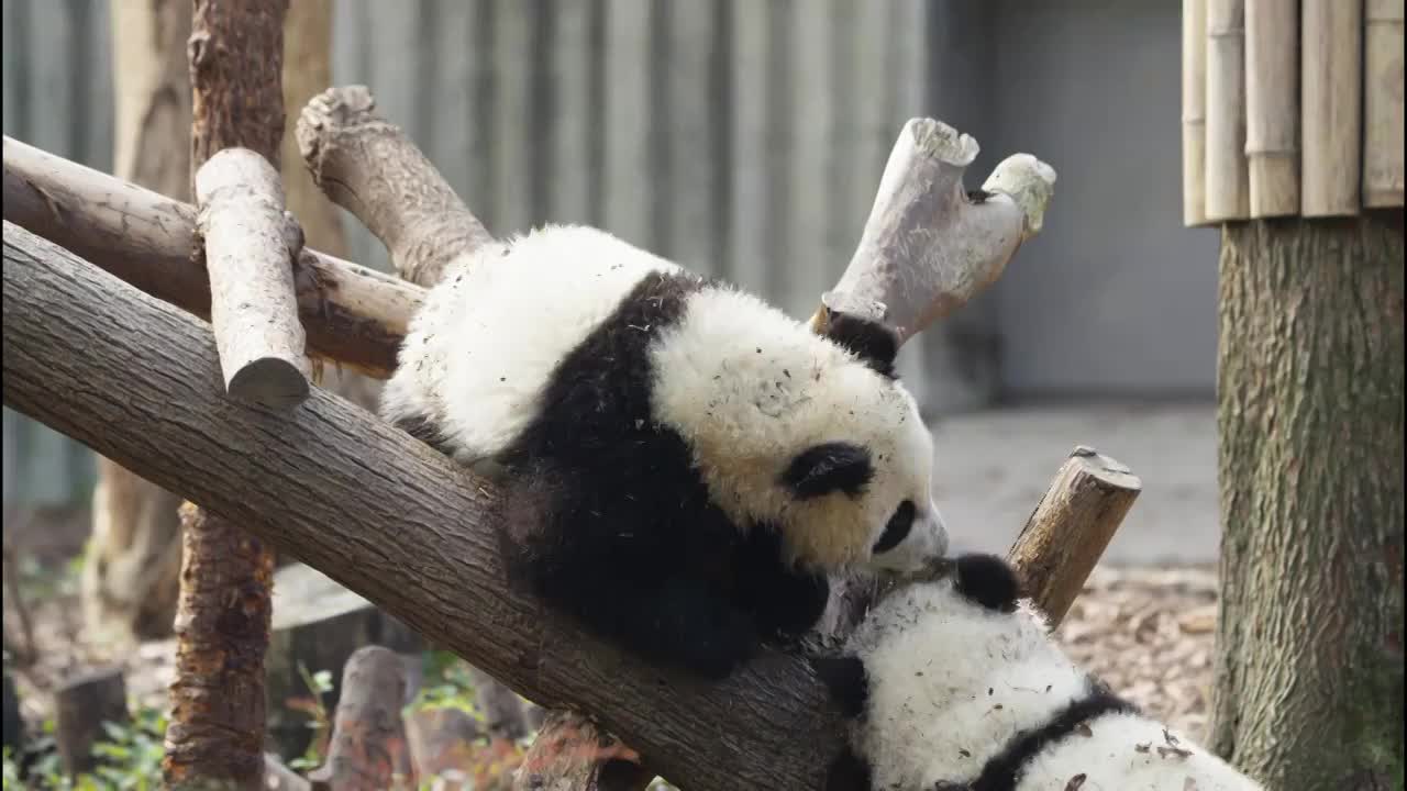 可爱的国宝大熊猫幼崽崽在一起玩耍视频素材