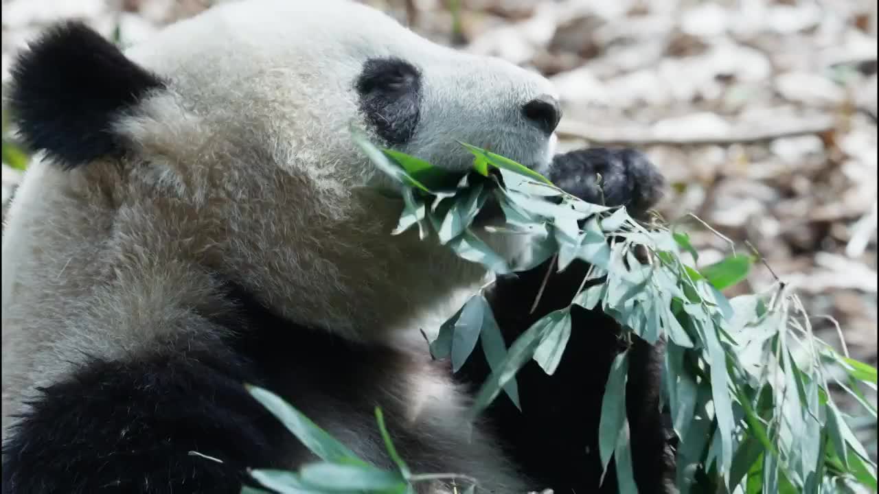 一只可爱的国宝大熊猫在吃竹子视频素材