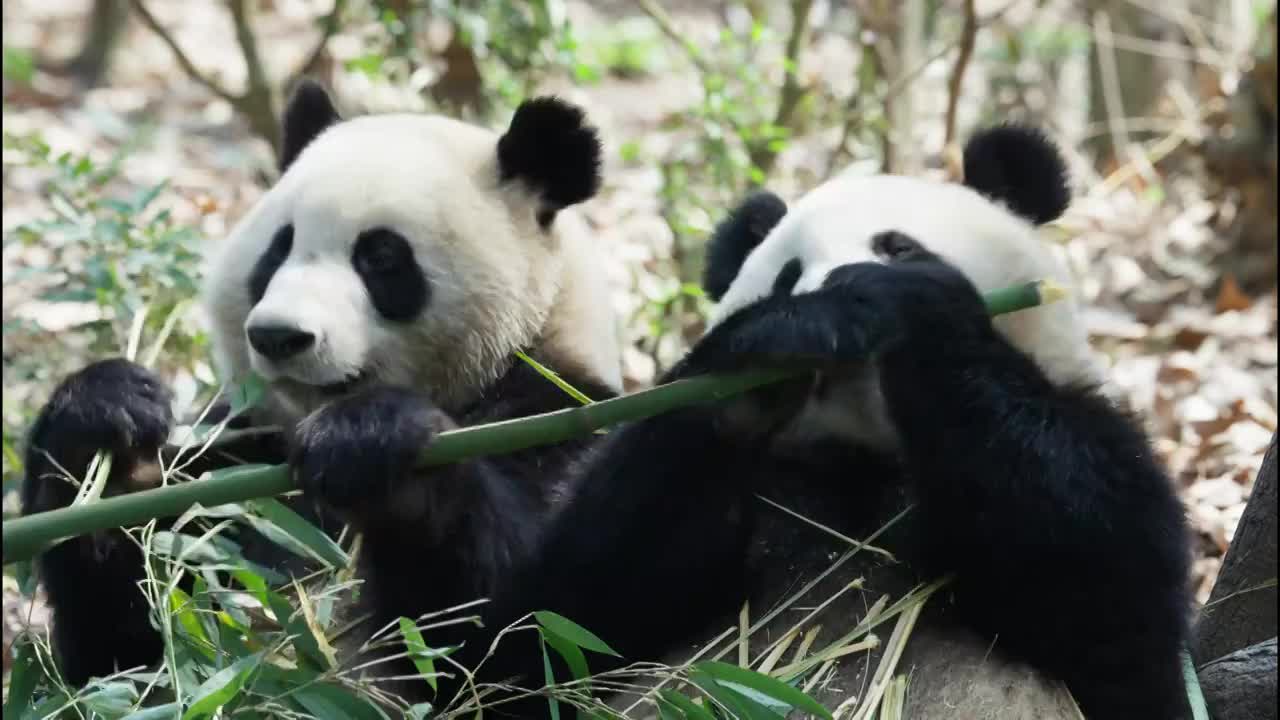 两只可爱的国宝大熊猫在吃竹子视频素材