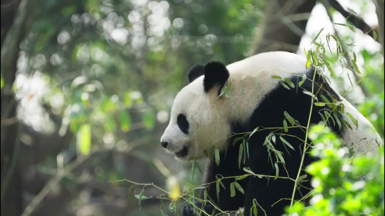 可爱的国宝大熊猫在吃竹子视频素材