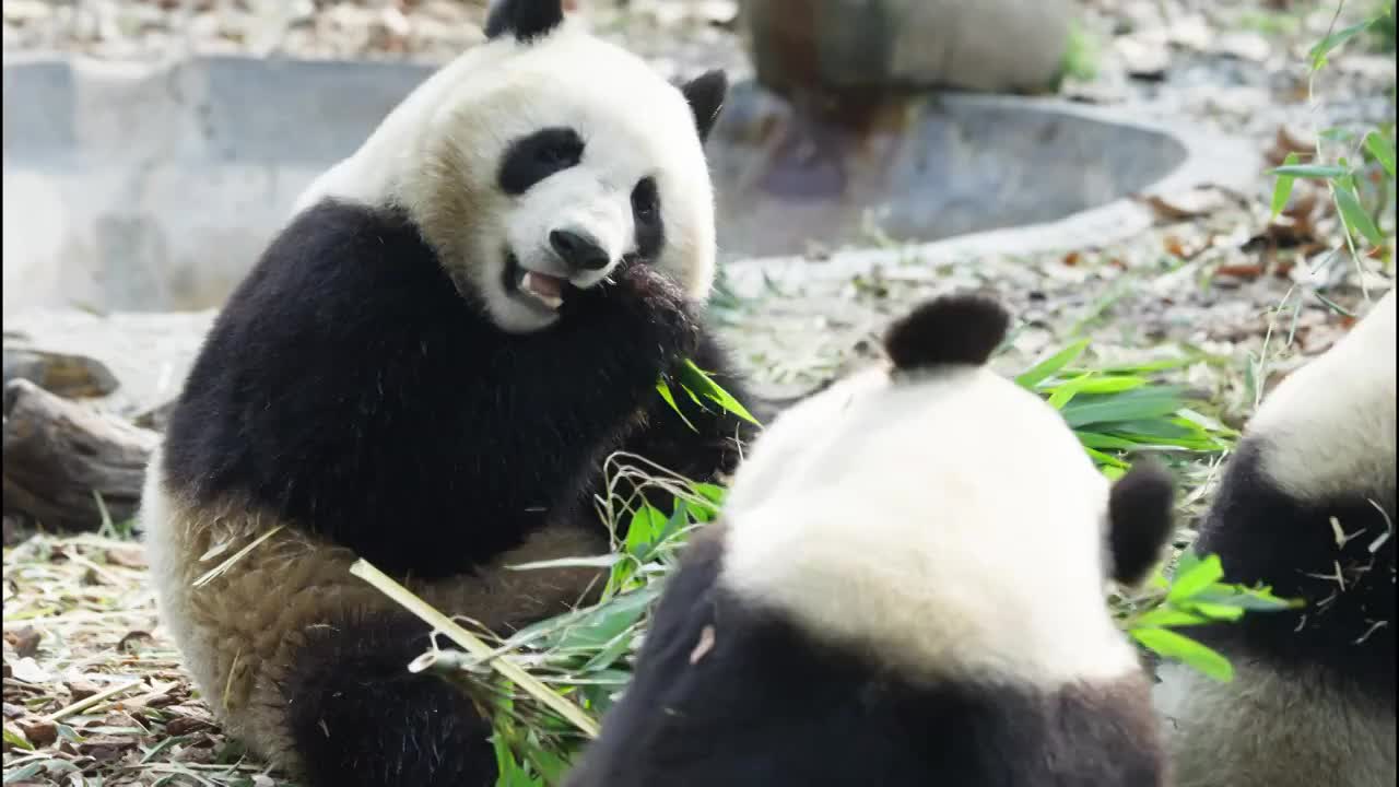 可爱的国宝大熊猫在吃竹子视频素材