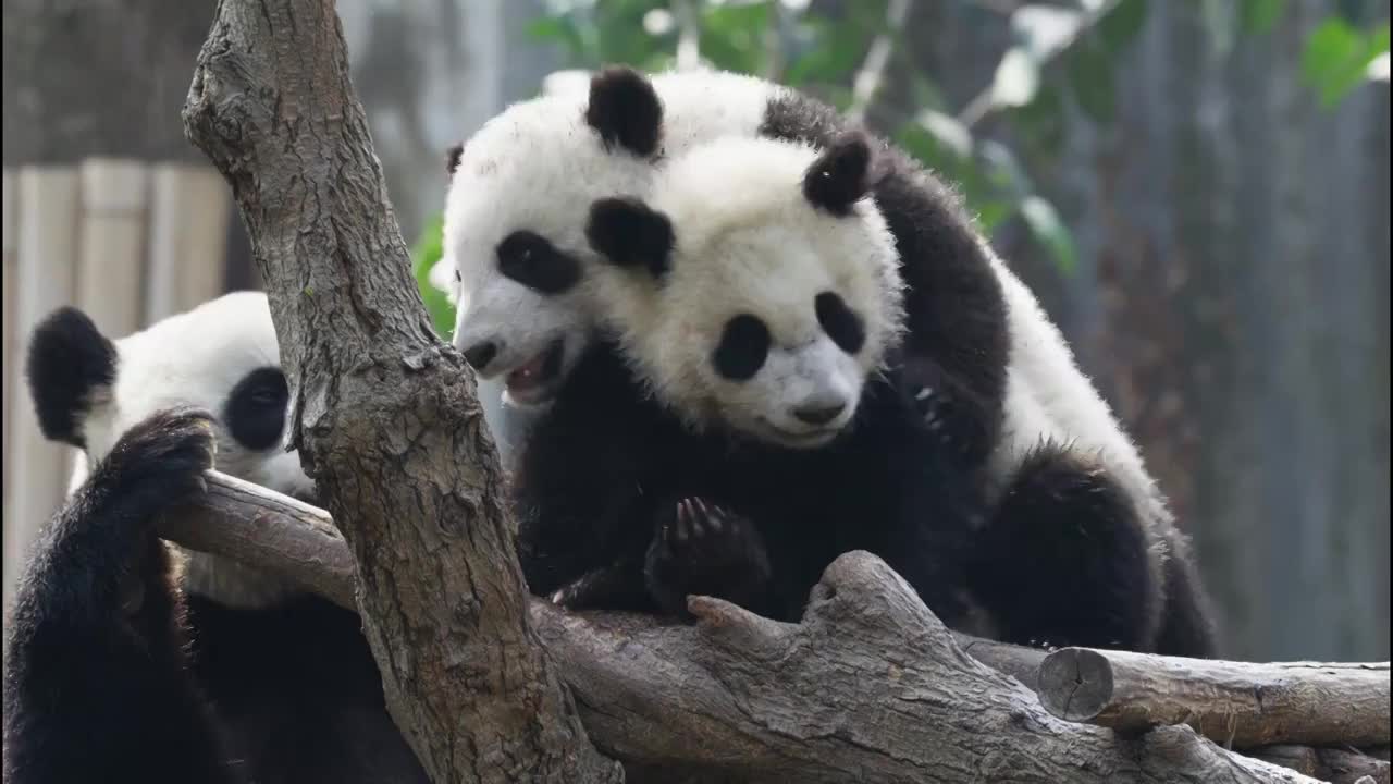 可爱的国宝大熊猫幼崽崽在一起玩耍视频素材