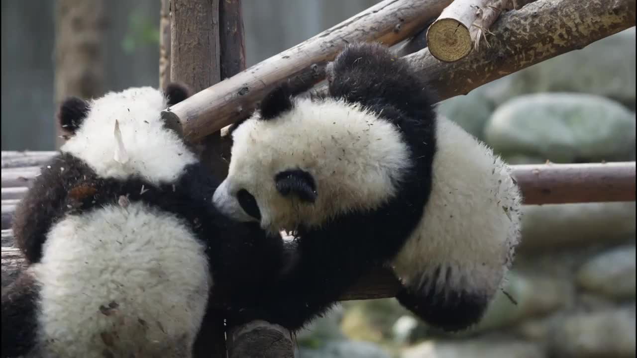 可爱的国宝大熊猫幼崽崽在一起玩耍视频素材