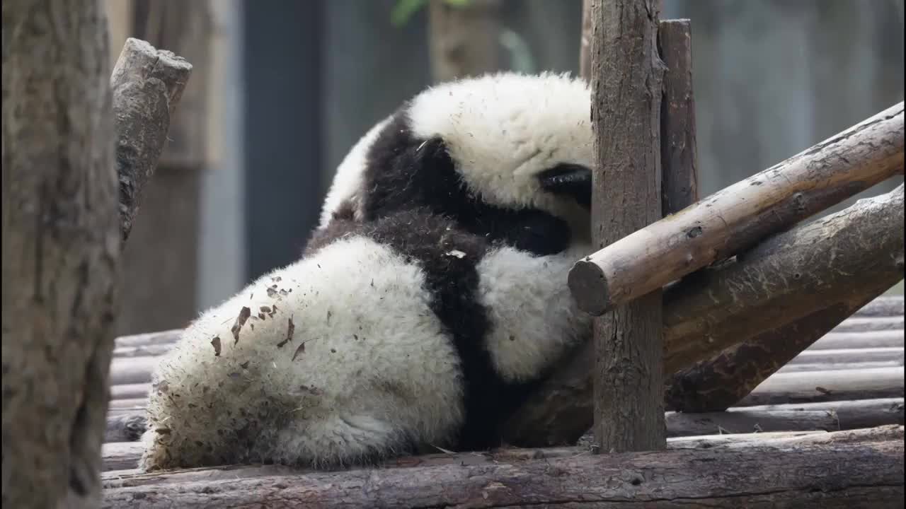 可爱的国宝大熊猫幼崽崽在一起玩耍视频素材