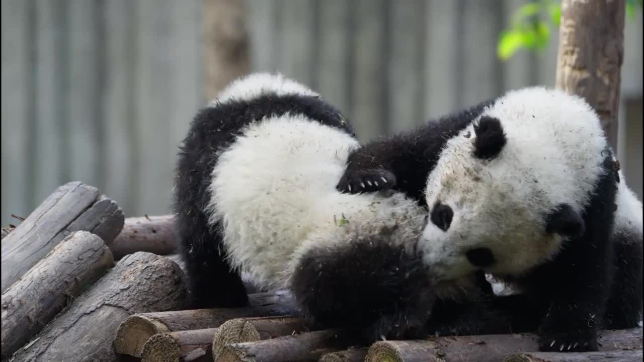 可爱的国宝大熊猫幼崽崽在一起玩耍视频素材