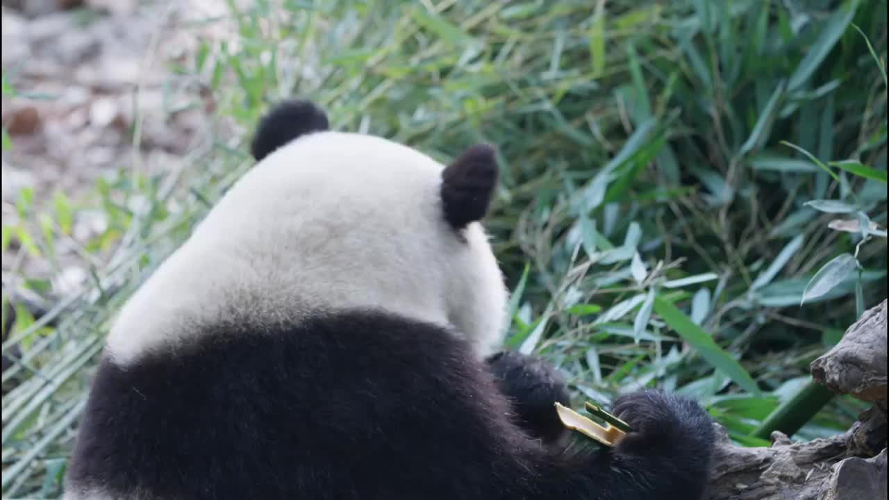 可爱的国宝大熊猫在吃竹子视频素材