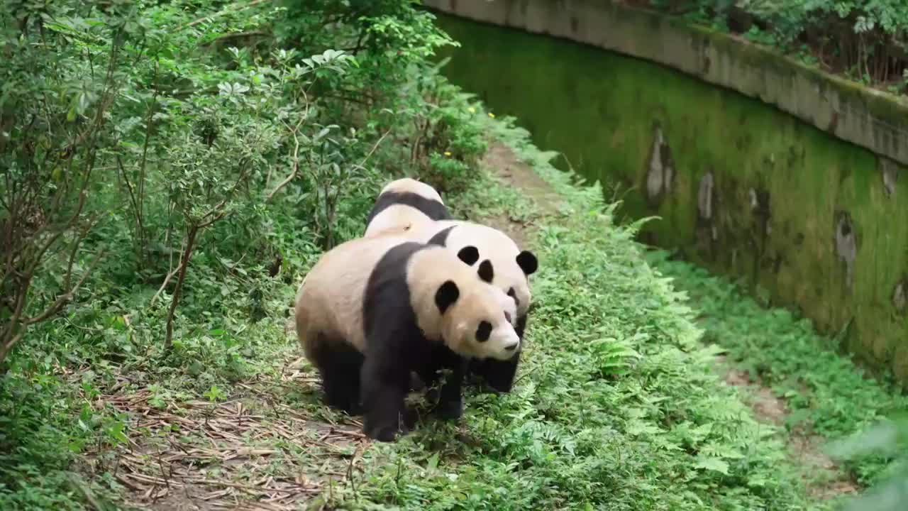 大熊猫站立起来拿苹果吃视频素材