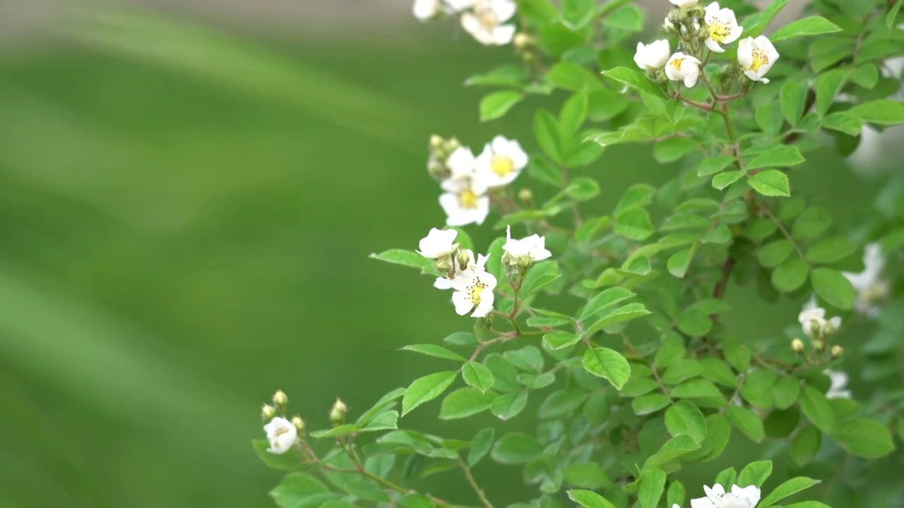 蔷薇花开视频素材