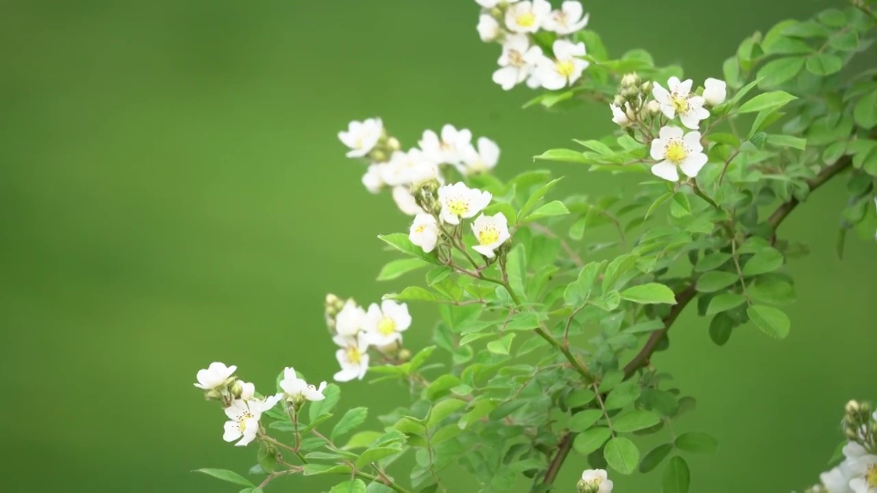 蔷薇花开视频素材