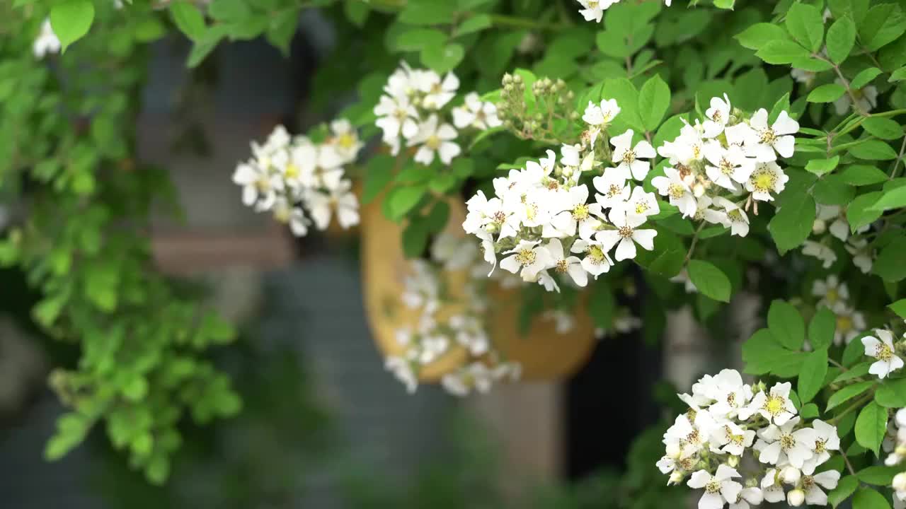 蔷薇花开视频素材