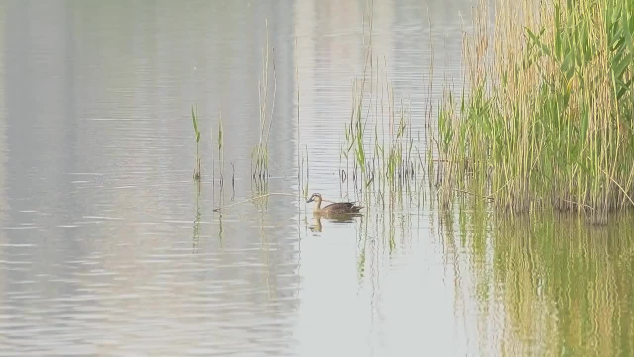 春天的野鸭子视频素材