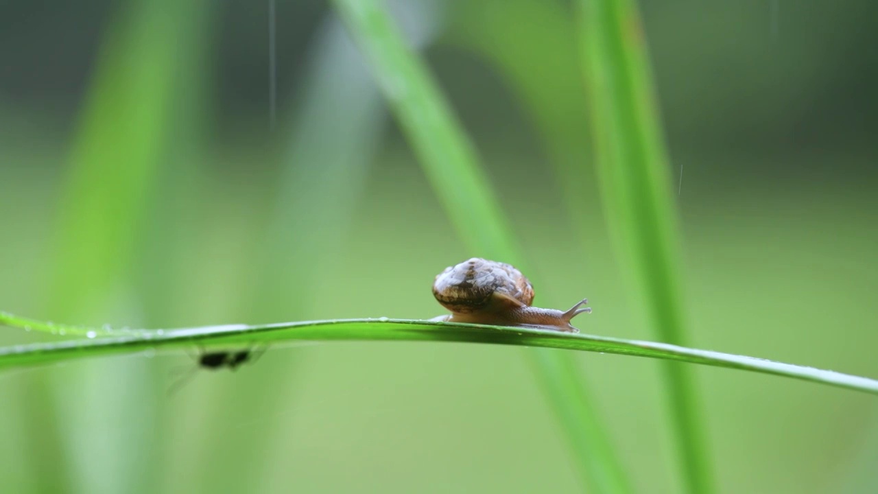 蜗牛视频素材