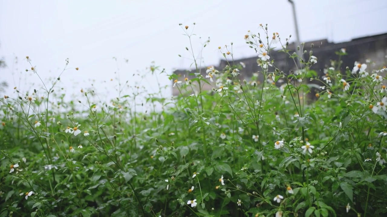 雨中的鲜花视频素材