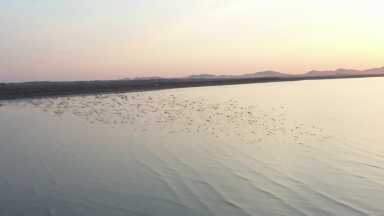 日出鸟浪视频素材