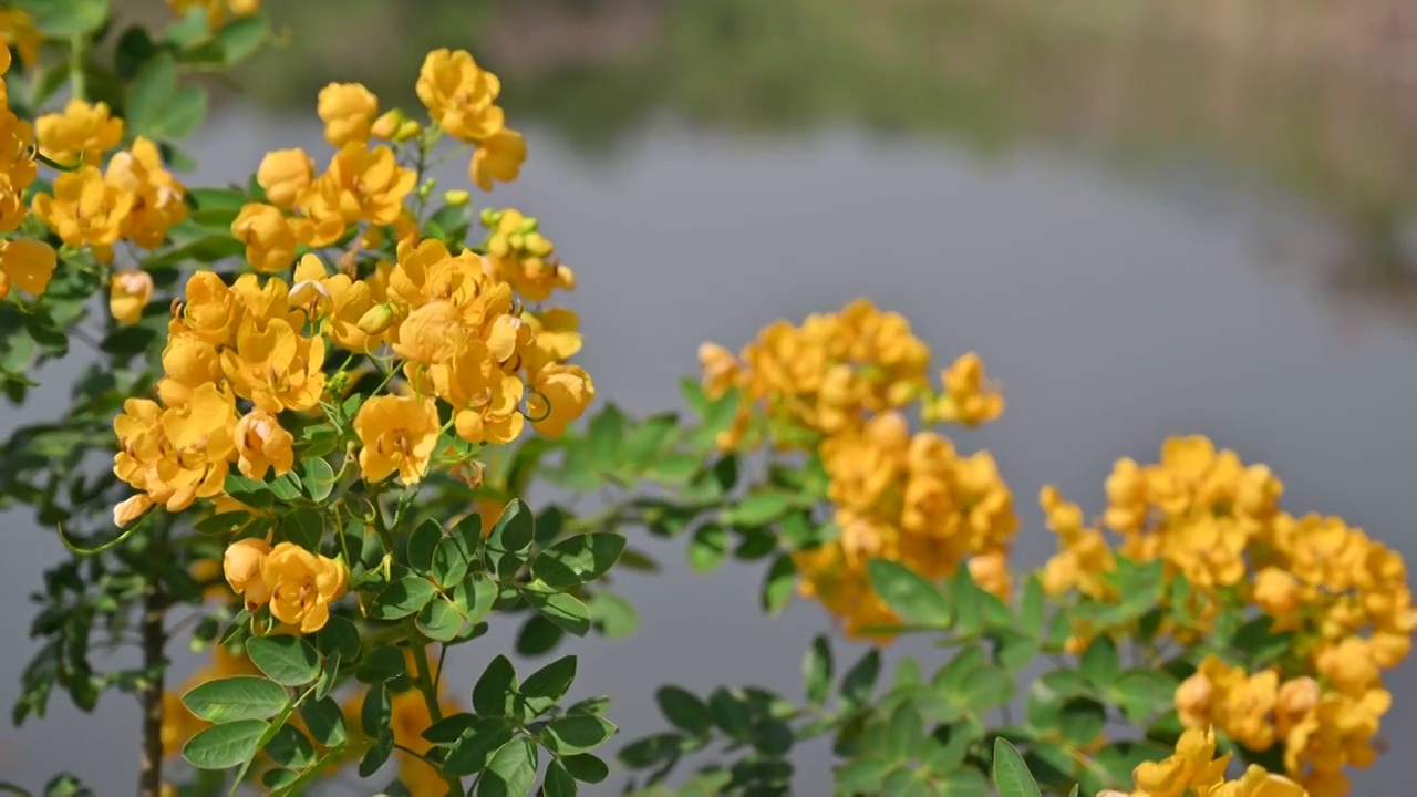 盛开的花朵视频素材