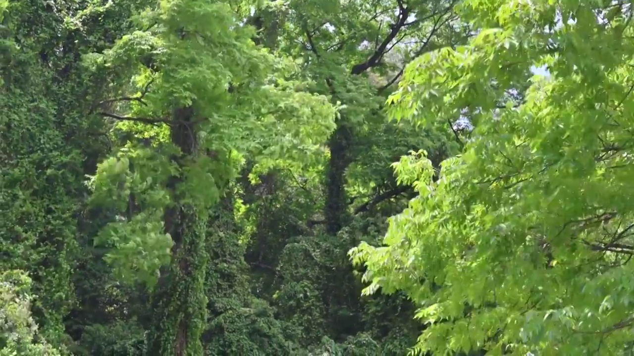 森林局部视频素材