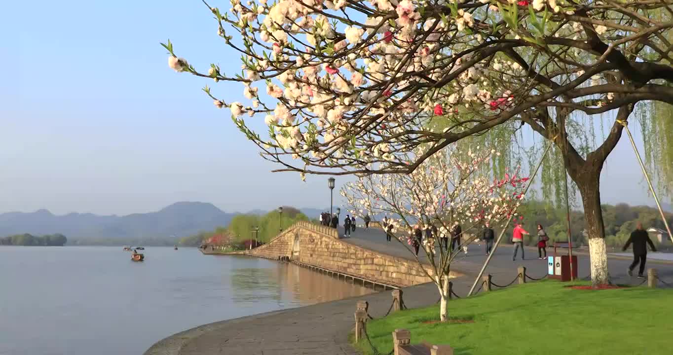 杭州西湖春天白堤桃花空镜视频素材