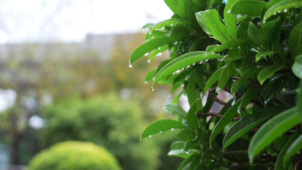 雨中滴水的草丛绿叶视频素材