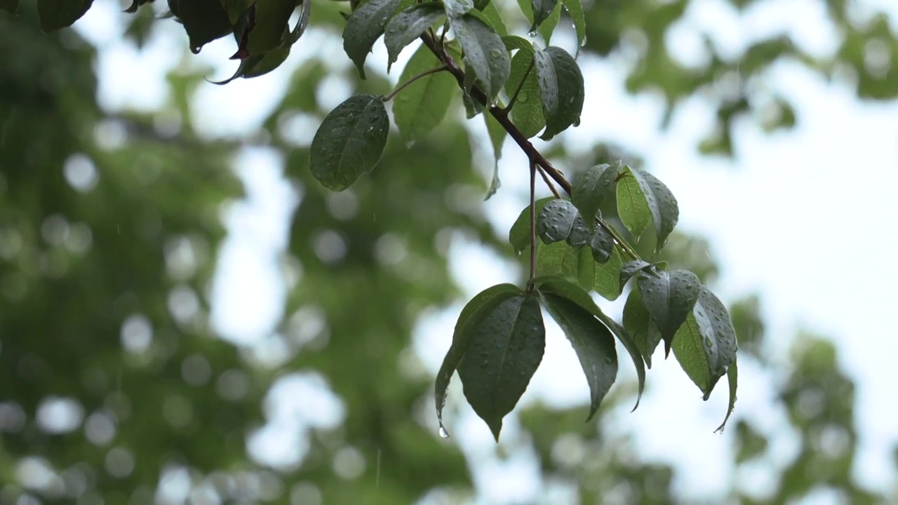 雨中滴水的树叶树枝视频素材