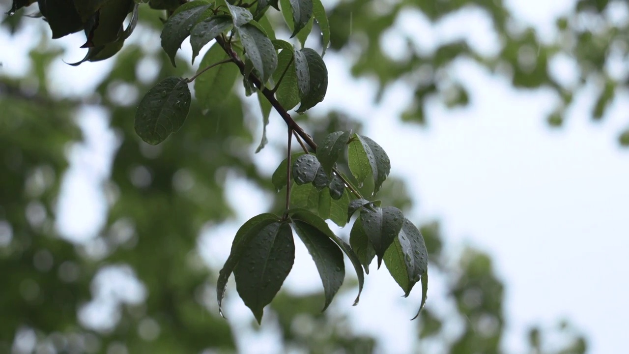 雨中滴水的树叶树枝视频素材