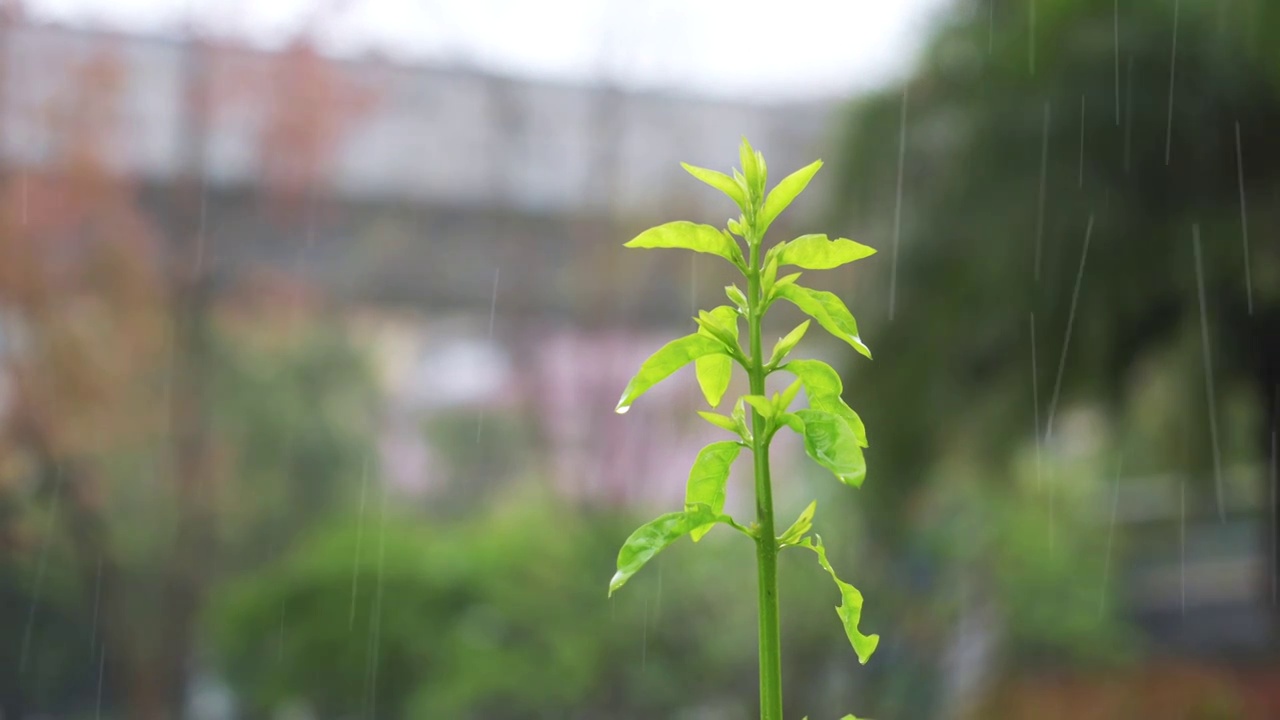 雨中长出新芽的绿植视频素材