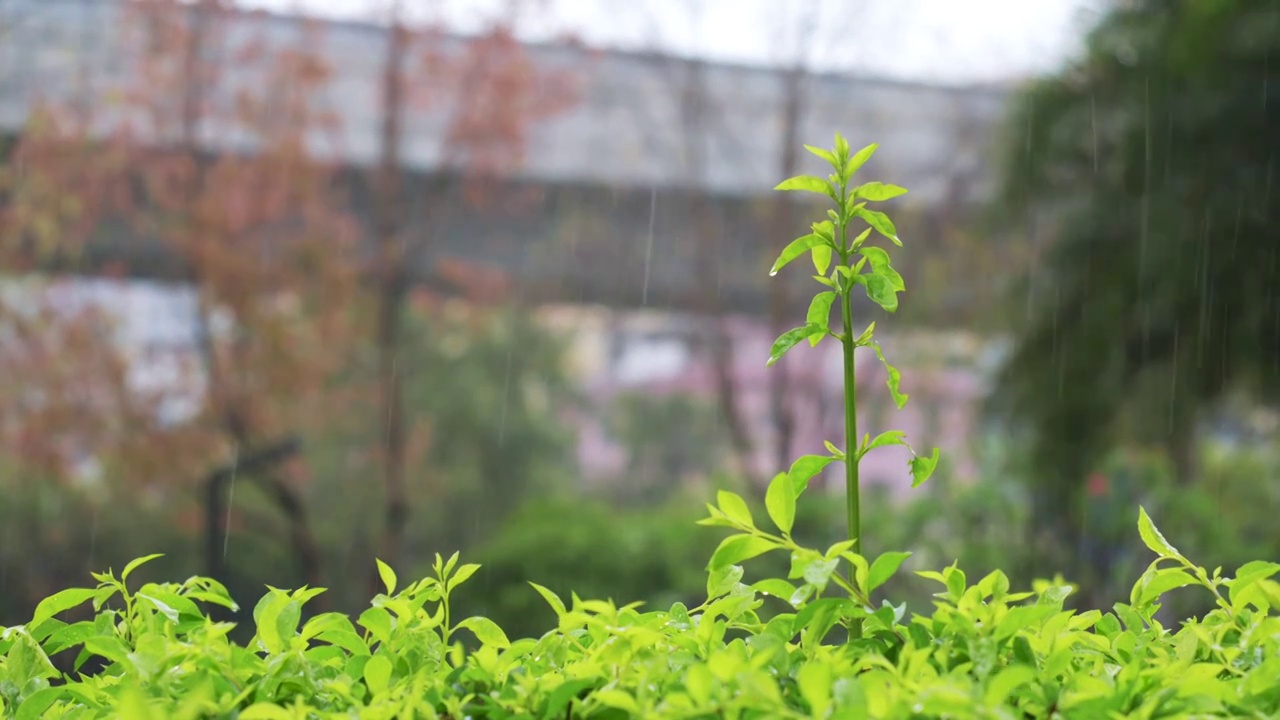 雨中长出新芽的草丛绿植视频素材