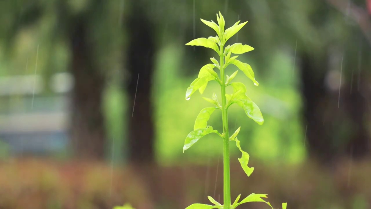 雨中长出新芽的绿植视频素材