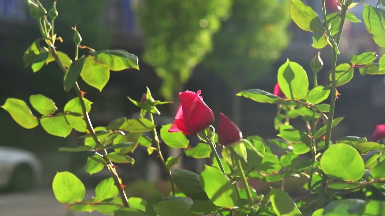 云南兰坪县城街月季花-红视频素材