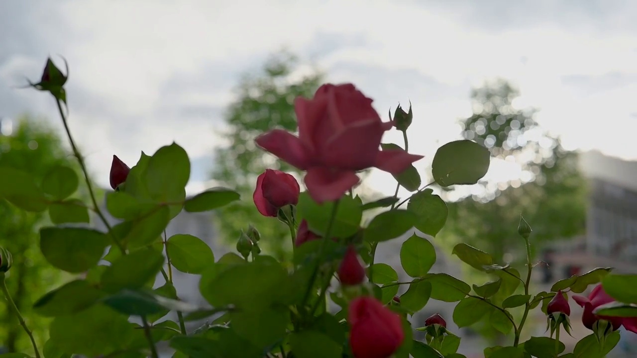 云南兰坪县城街月季花-红视频素材