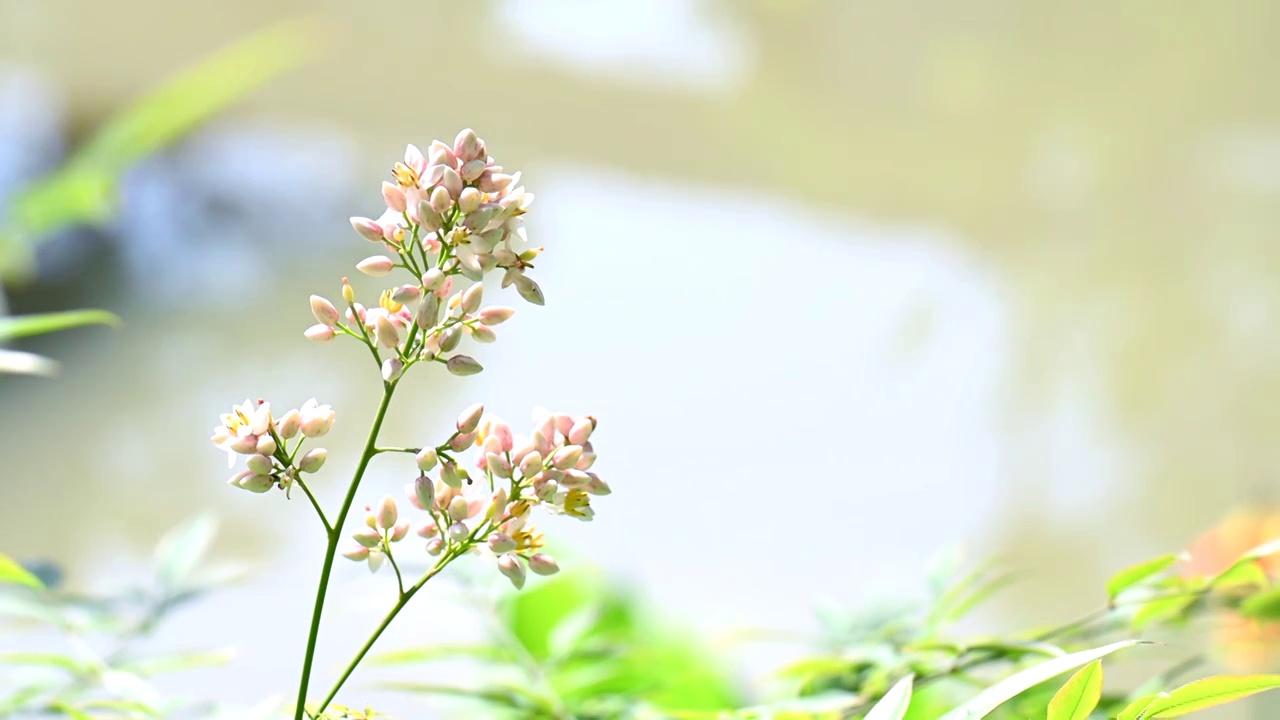 春天阳光下湖边的花视频素材