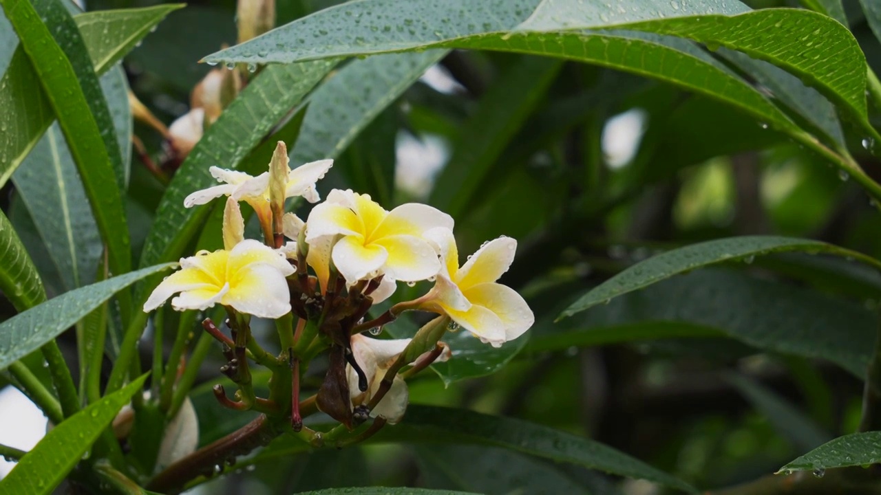 雨中的鸡蛋花视频素材