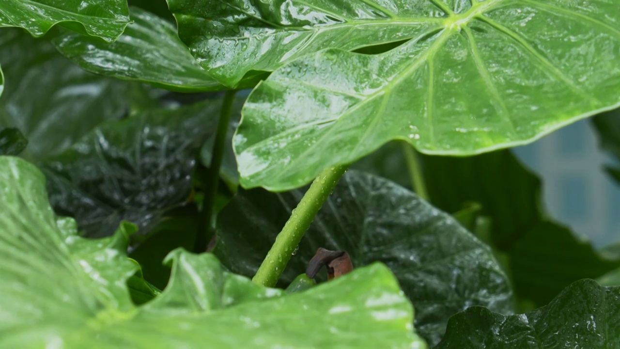 雨中的芭蕉叶视频素材