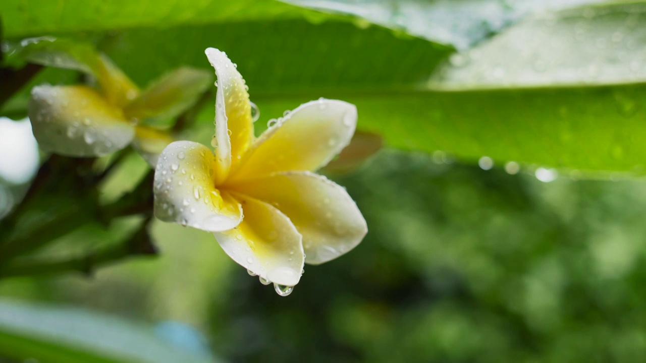 雨中的鸡蛋花视频素材