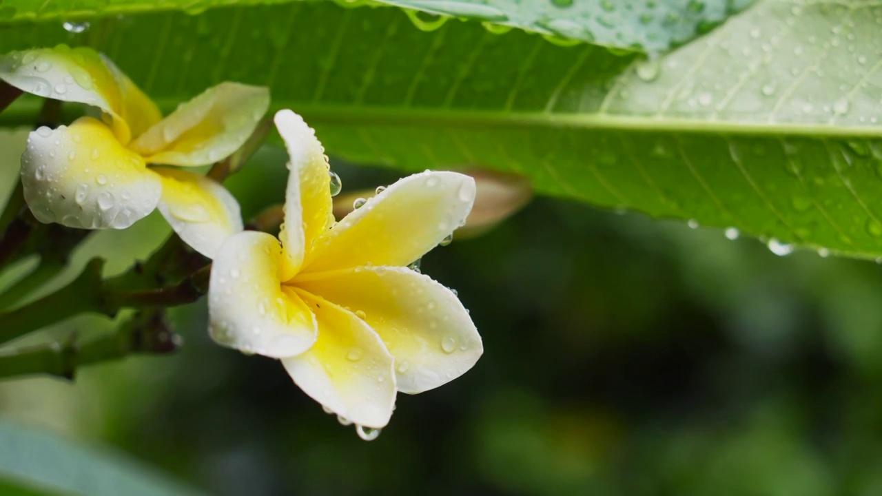 雨中的鸡蛋花与绿叶视频素材