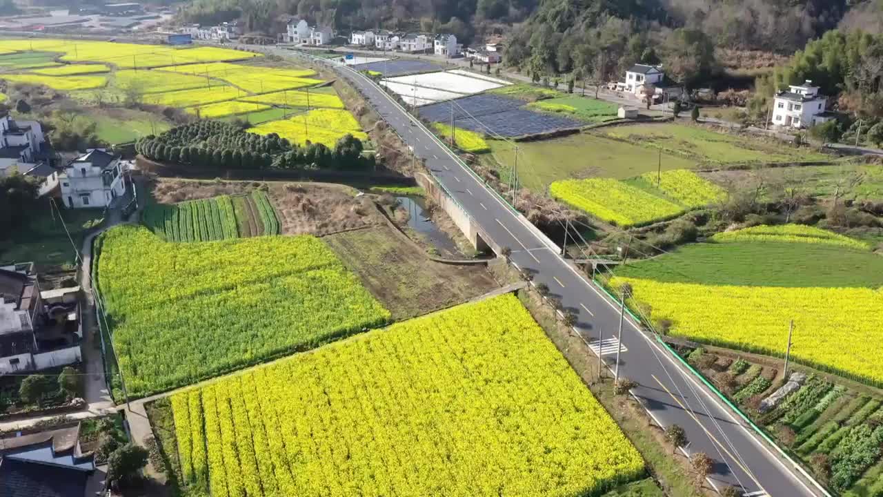 徽州的油菜花田视频素材