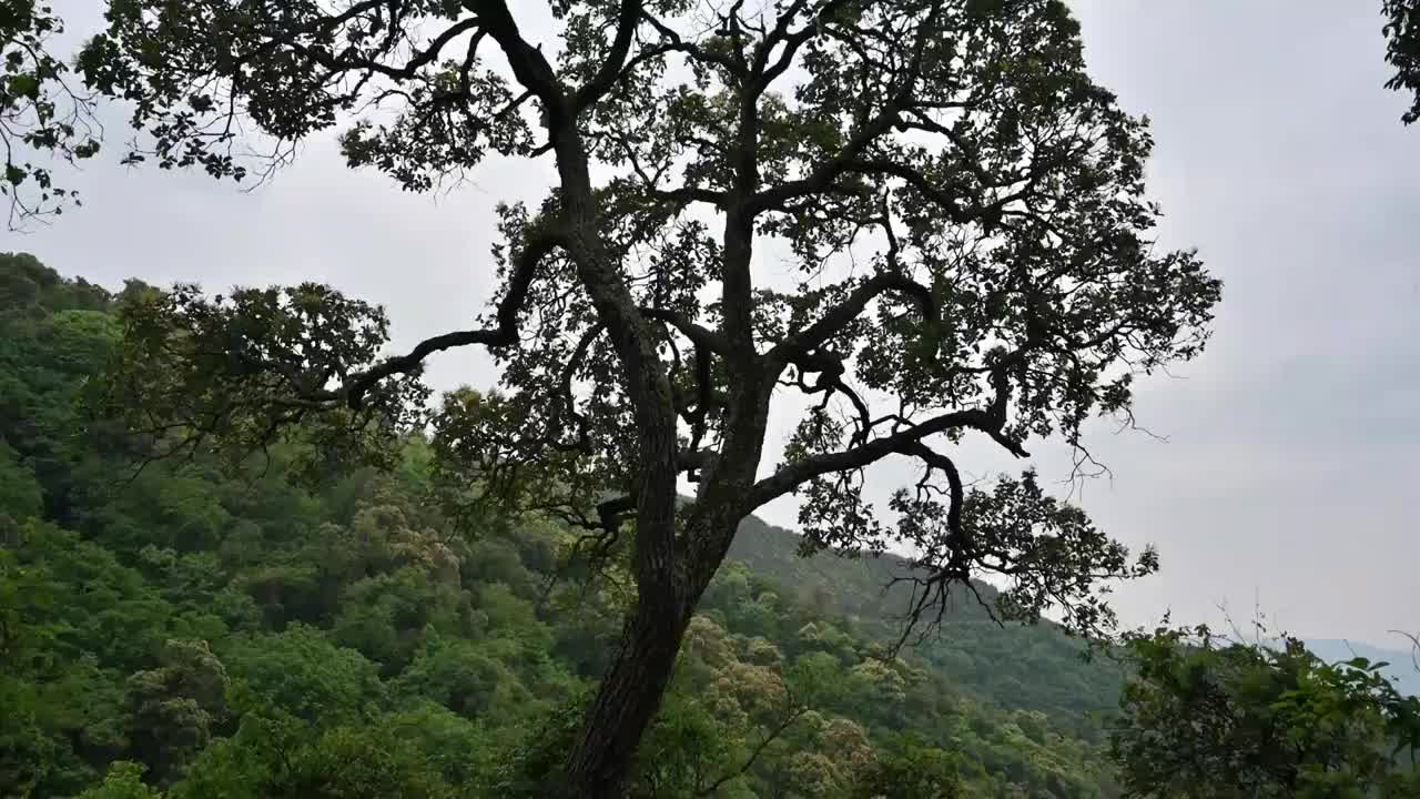 森林里的一棵树视频素材