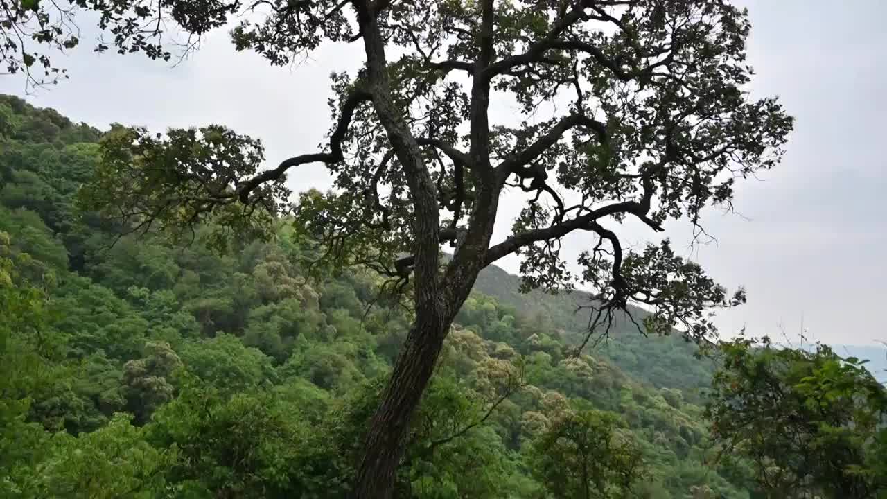 森林里的一棵树视频素材