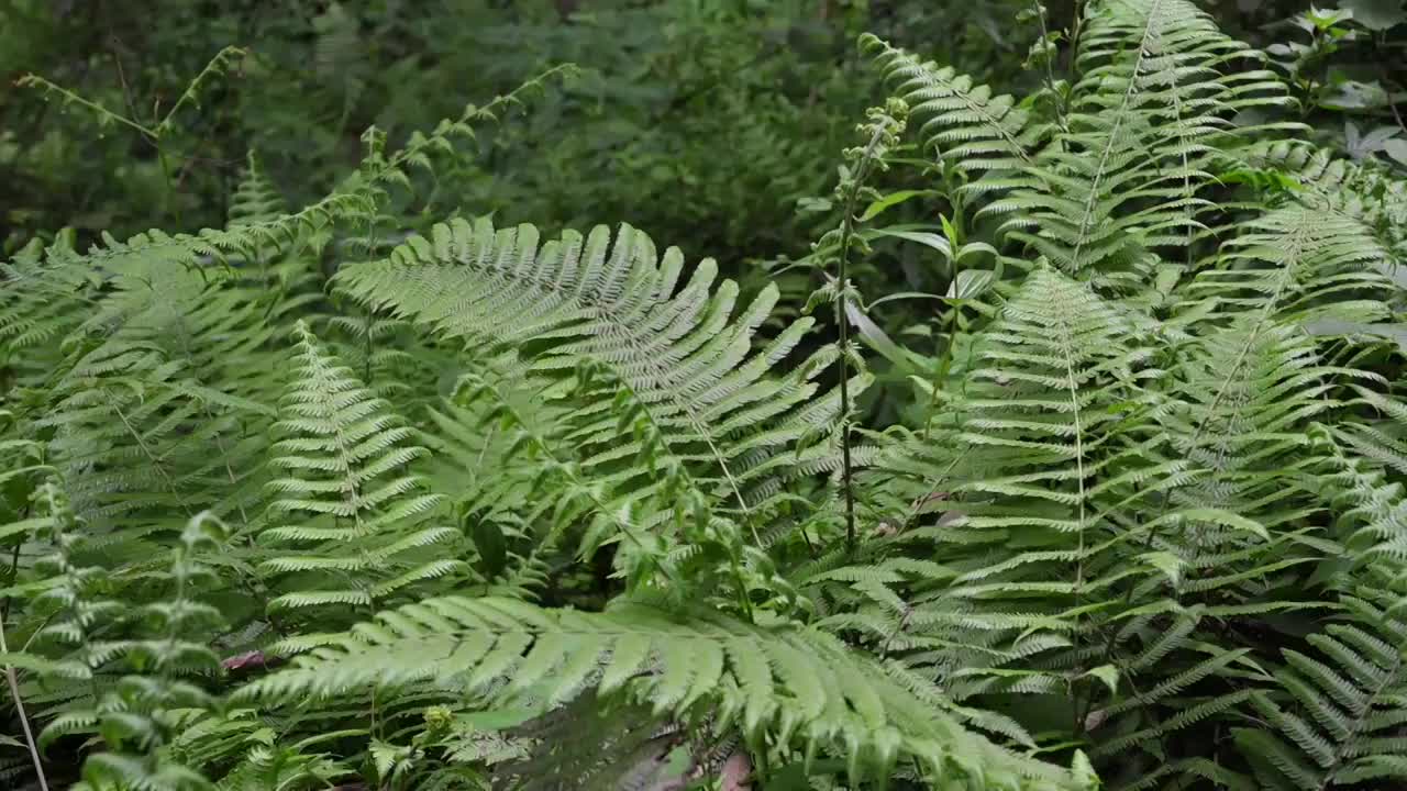 蕨类植物视频素材