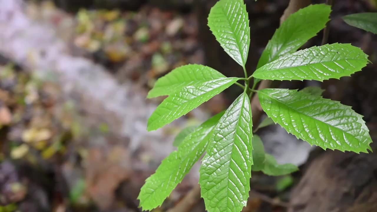 植物的绿叶视频素材