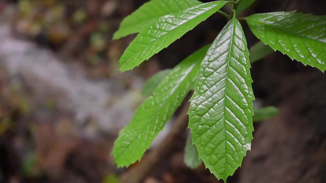 植物的绿叶视频素材