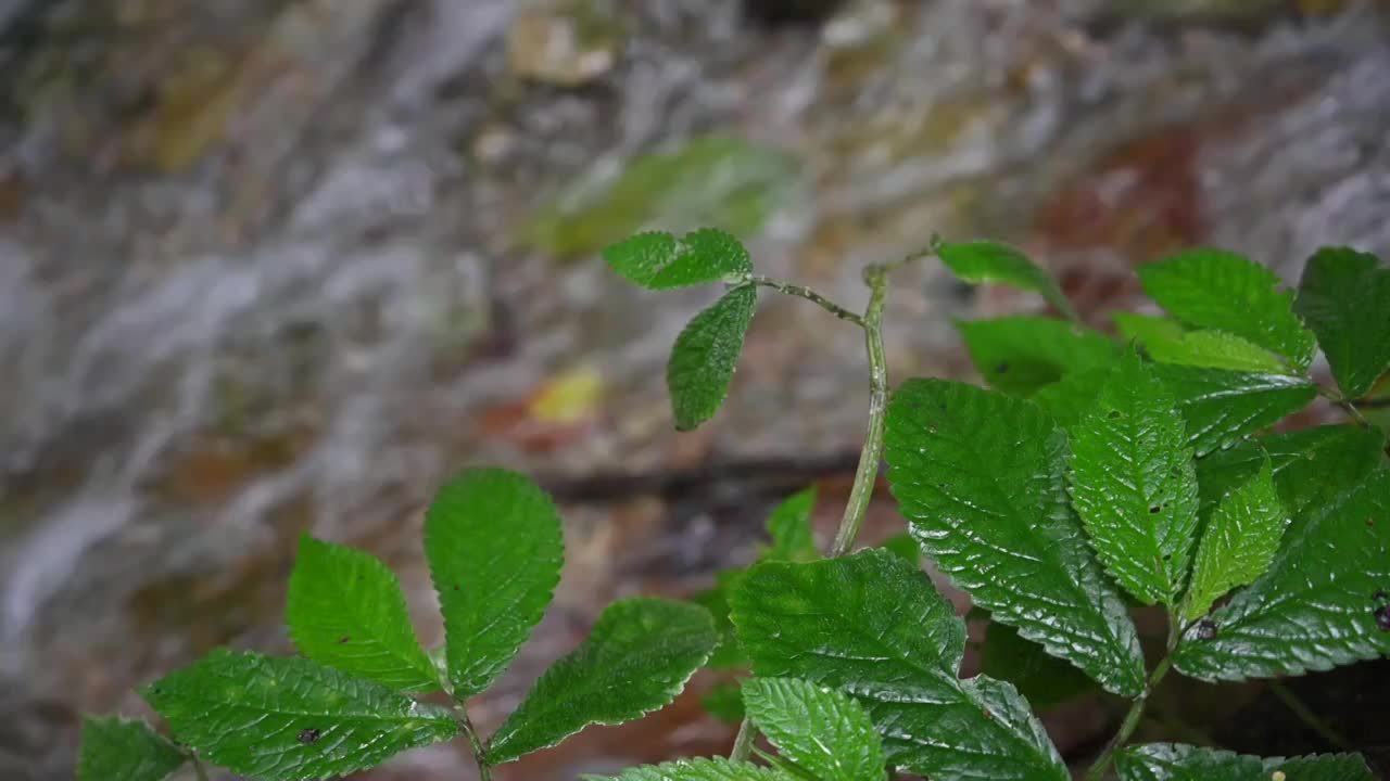 植物的绿叶视频素材