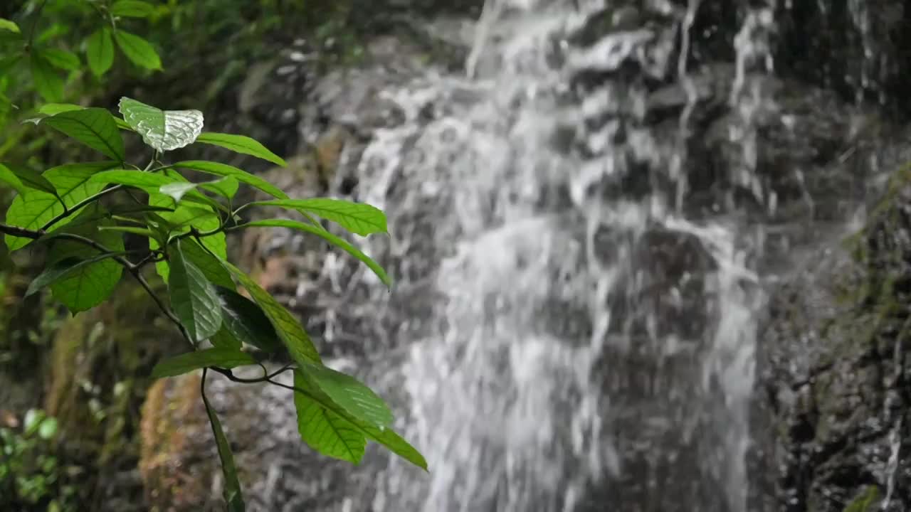 植物的绿叶视频素材