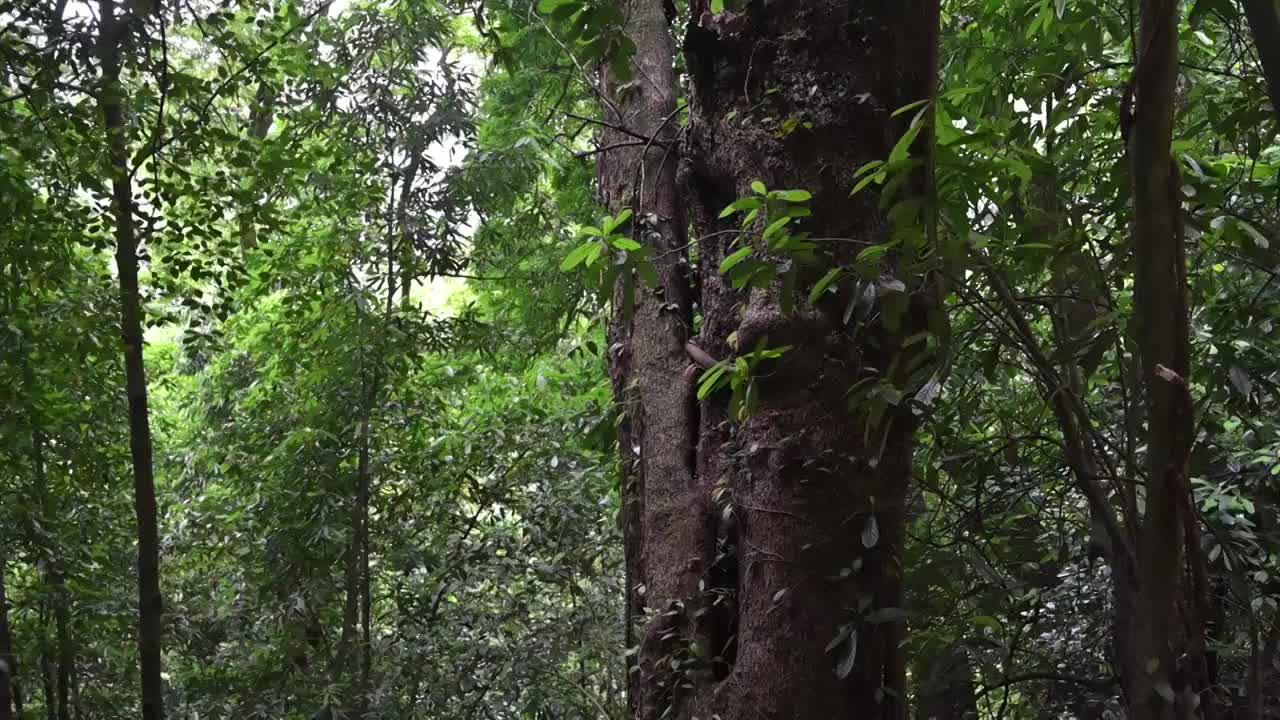 茂密的丛林视频素材